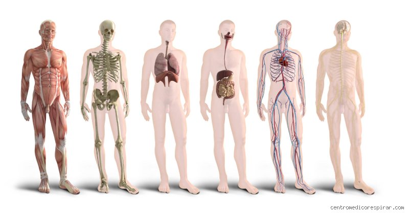 ¿Cuál es el órgano más protegido de tu cuerpo?