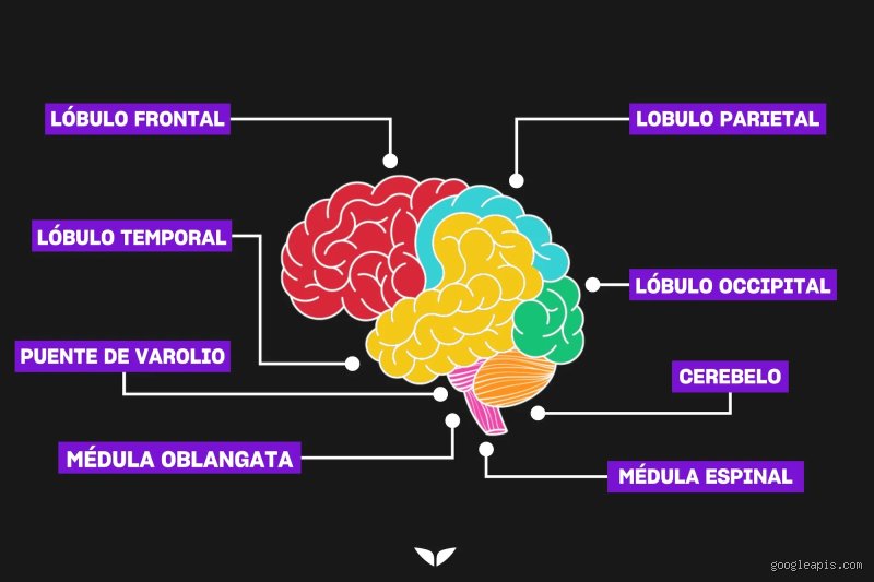 ¿Cuál es la función mental más fuerte?