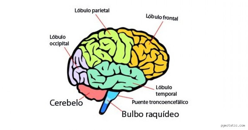 ¿Cuáles son las 4 áreas principales del cerebro?