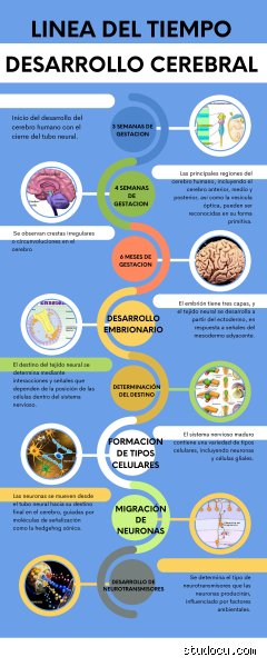 ¿Cuáles son las 7 etapas del desarrollo del cerebro?