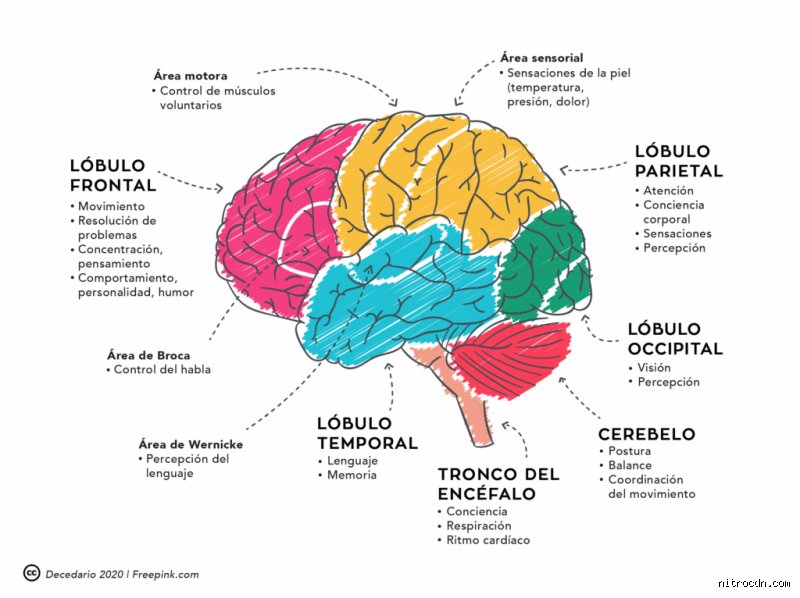 ¿Cuáles son las funciones cognitivas del cerebro?