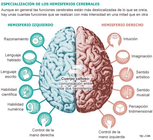 ¿Cuáles son las habilidades del cerebro?