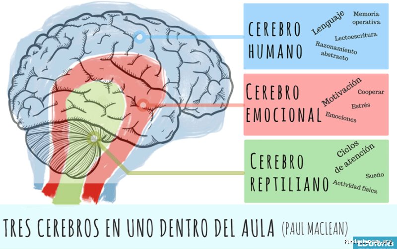 ¿Cuáles son los 3 niveles del cerebro?