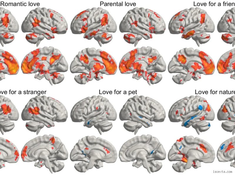 ¿Cuáles son los 4 amores del cerebro?