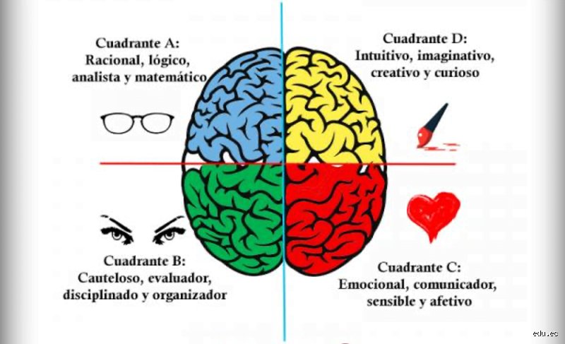 ¿Cuáles son los 4 colores del cerebro?