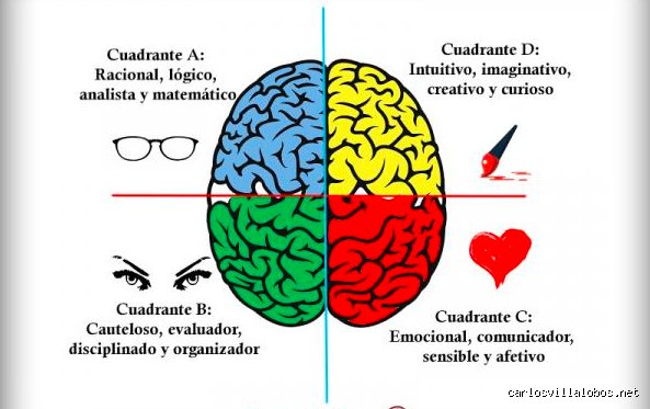 ¿Cuáles son los 4 estilos de cerebro?