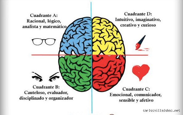 ¿Cuáles son los 4 tipos de cerebro?