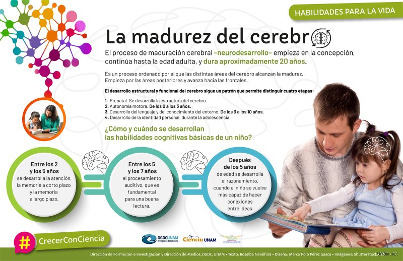 ¿Cuándo se alcanza la madurez cerebral?