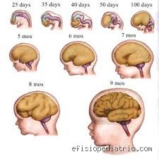 ¿Cuándo se termina de desarrollar el cerebro en niños?