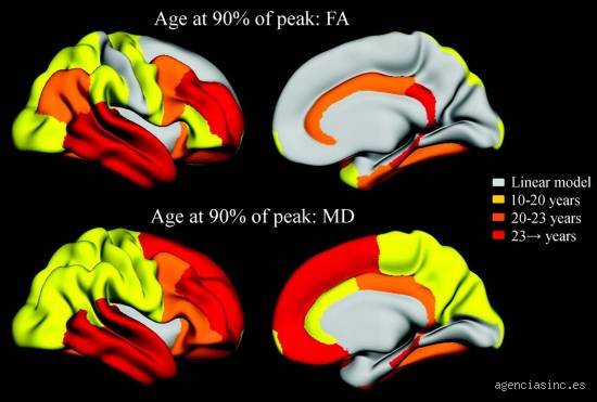 ¿Cuándo se termina de desarrollar el cerebro para ser un adulto?