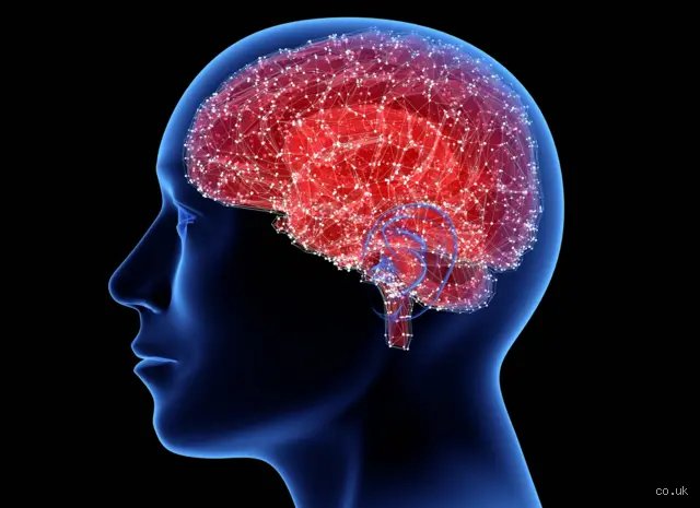 ¿Cuántas neuronas tiene uno en la cabeza?