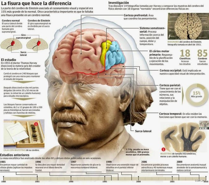 ¿Cuánto cerebro uso Albert Einstein?