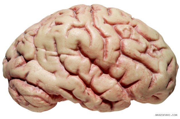 ¿Cuánto tiempo puede vivir el cerebro humano?