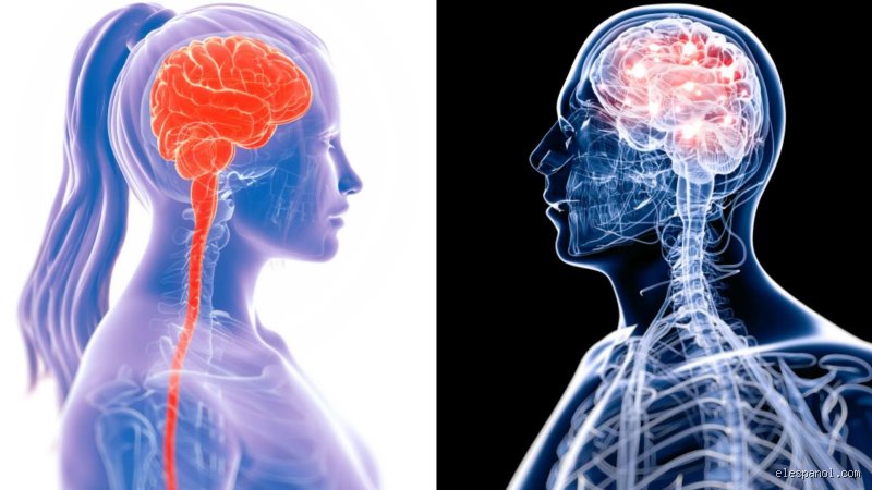 ¿Cuánto tiempo tarda en regenerar el cerebro?