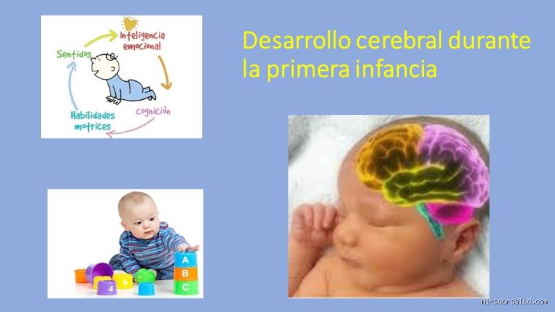 ¿De dónde proviene el 70% del cerebro de un niño?