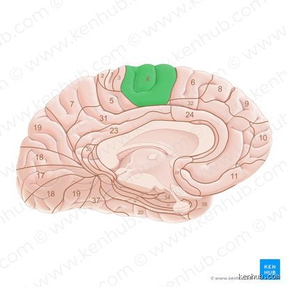 ¿Dónde está el área 4 en el cerebro?
