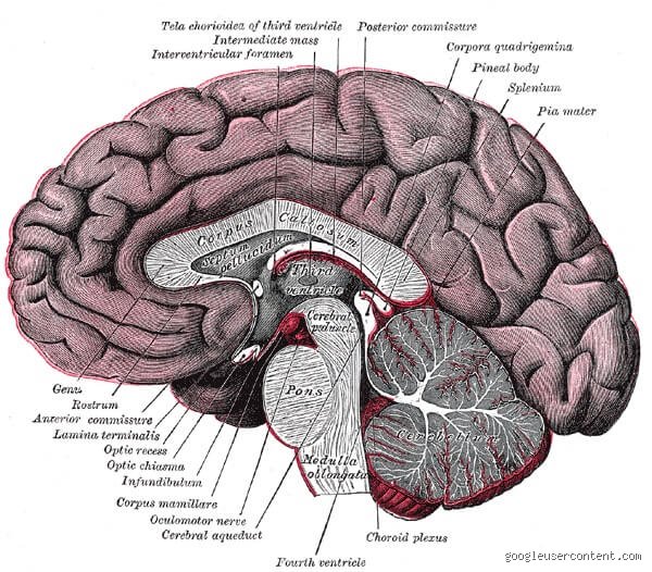 ¿Es diferente el cerebro de un baterista?