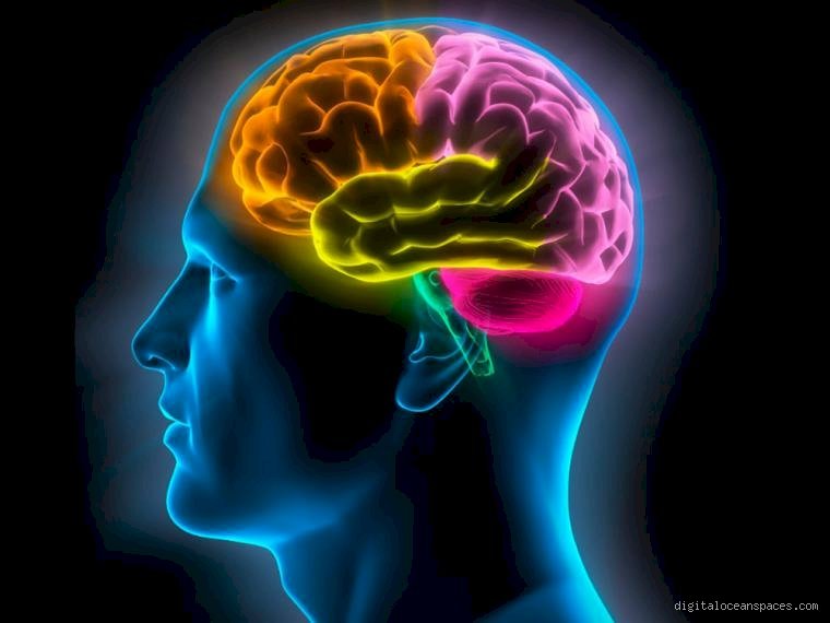 ¿Porque el cerebro es más activo por la noche?
