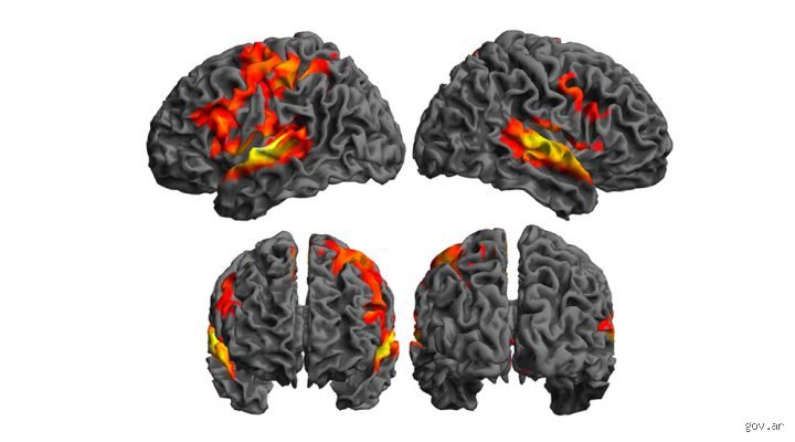 ¿Puede el cerebro regenerarse?