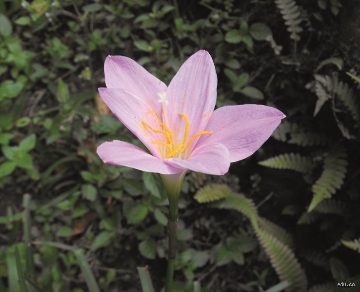 ¿Cuál es la flor oficial de la demencia?