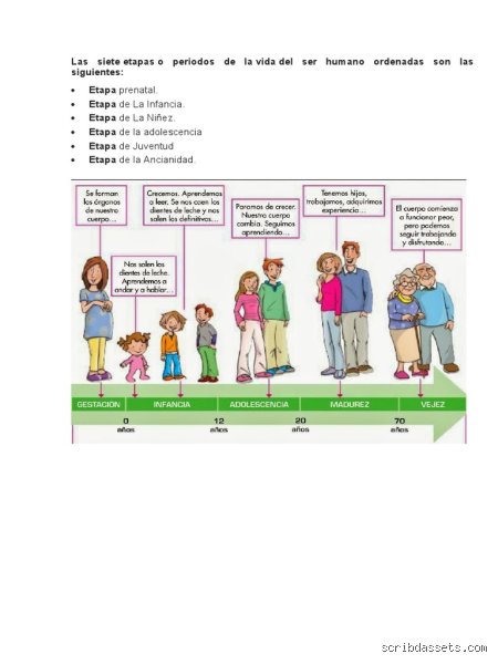 ¿Cuáles son las 7 etapas de la vida?