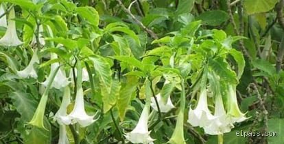 ¿Cómo se llama la planta que quita el vicio de la droga?