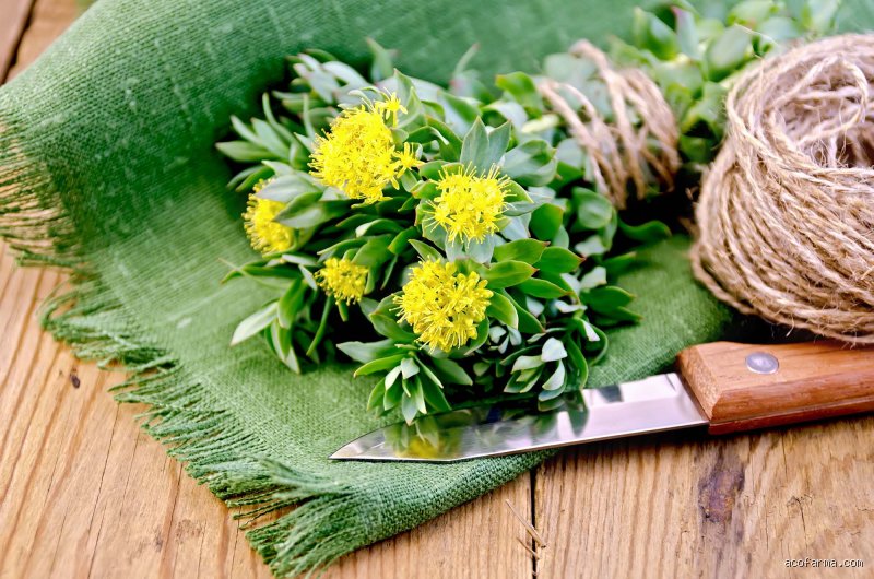 ¿Cuál es el mejor ansiolítico natural?