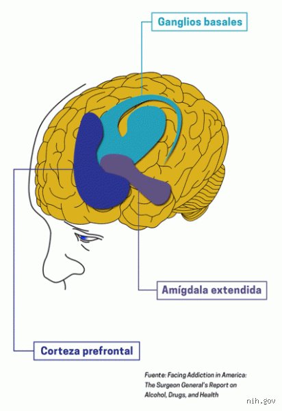 ¿Cuál es la droga que más afecta el cerebro?