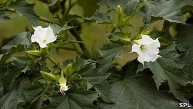 ¿Cuál es la planta que espanta brujas?