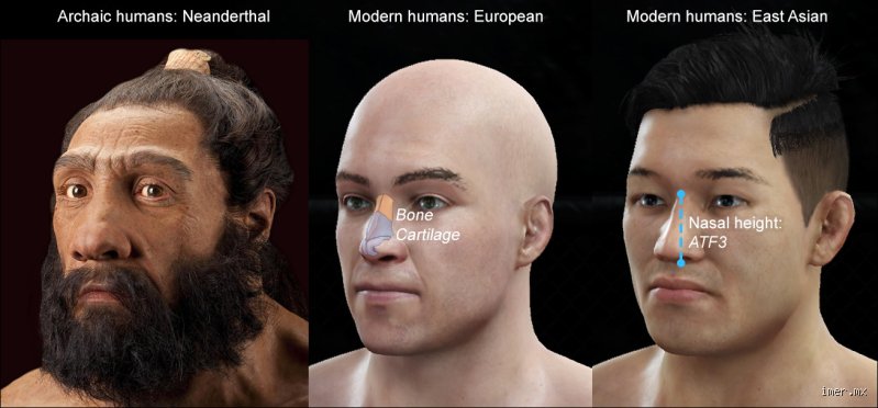 ¿Los mexicanos tienen ADN neandertal?