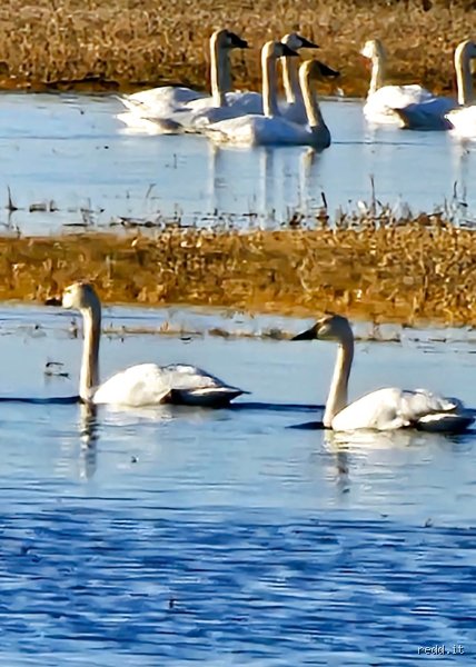 ¿Pueden cruzarse los cisnes trompeteros y los cisnes de tundra?