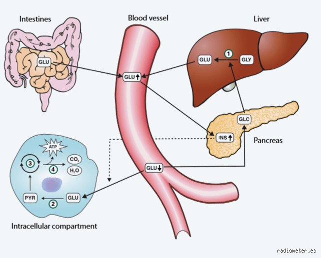 ¿Cómo produce glucosa el hígado?