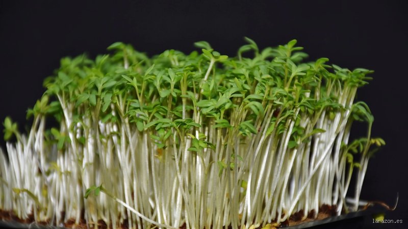 ¿Cuál es el alimento más saludable del mundo?