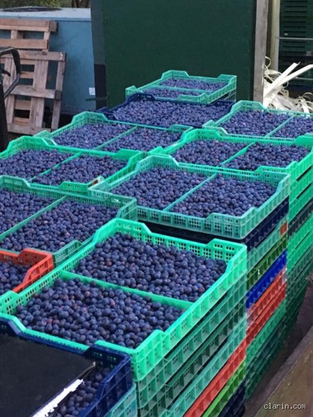 ¿Cuál es la fruta con mayor cantidad de antioxidantes?