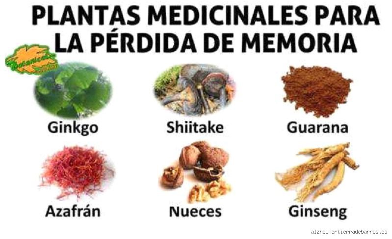 ¿Cuál es la mejor planta para el cerebro?
