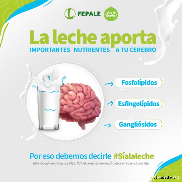 ¿La leche mejora la función cerebral?