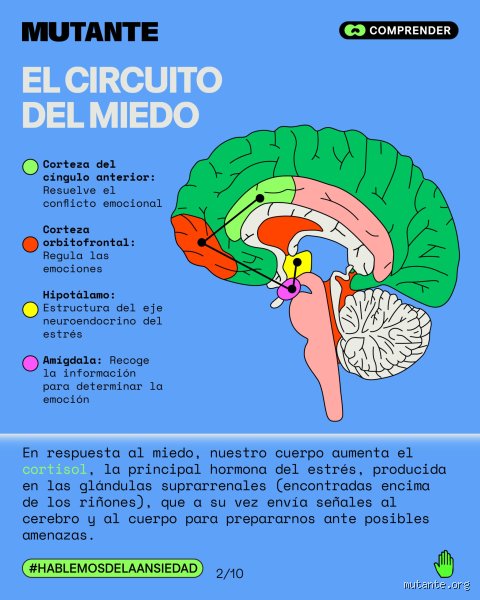 ¿Cómo afecta la ansiedad al cerebro?