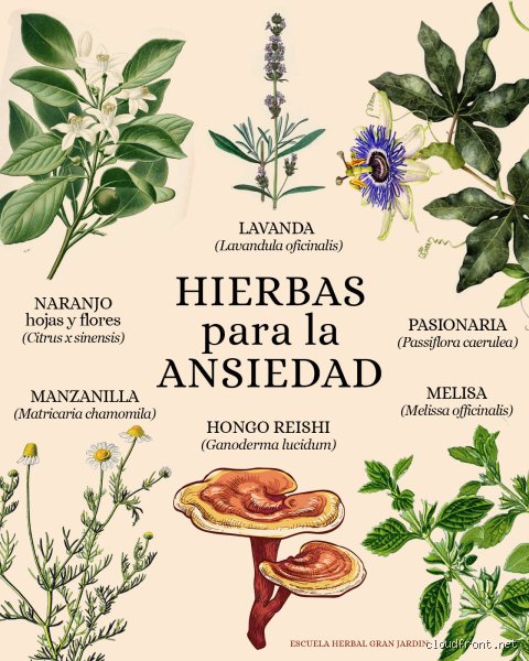 ¿Cuál es la hierba número uno para la ansiedad?