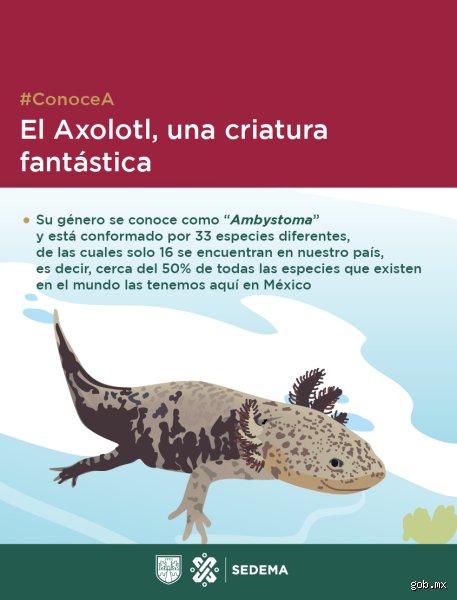 ¿De dónde viene la palabra ajolote?