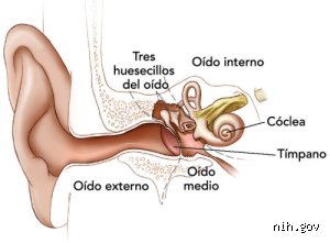 ¿Cómo afectan los armónicos al oído humano?