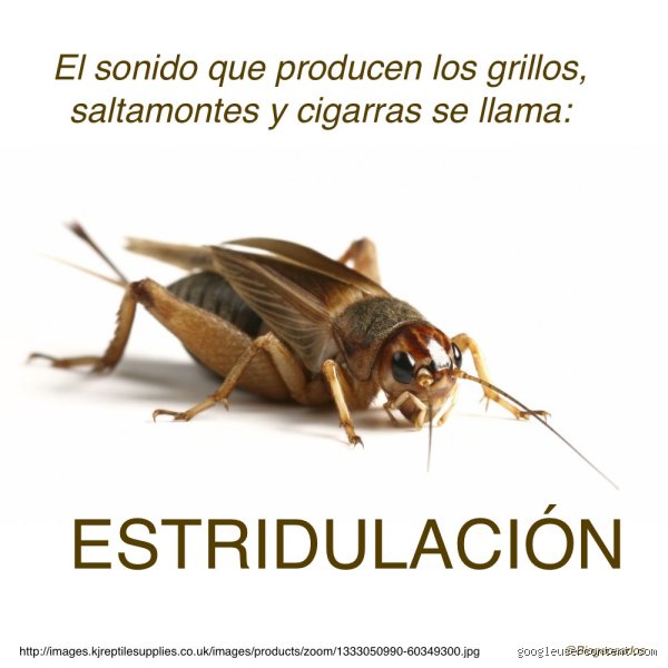 ¿Cómo se llama el ruido?