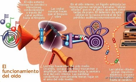 ¿Cómo se llama lo que estudia el sonido?