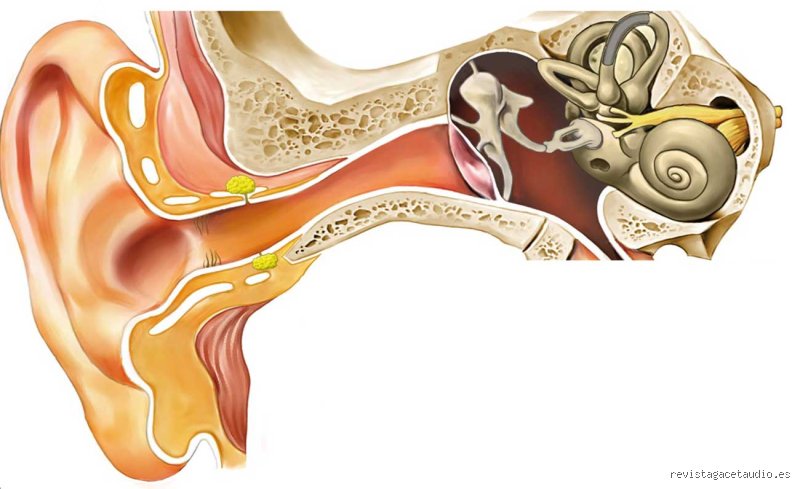 ¿Cuándo se acaba de desarrollar el oído?