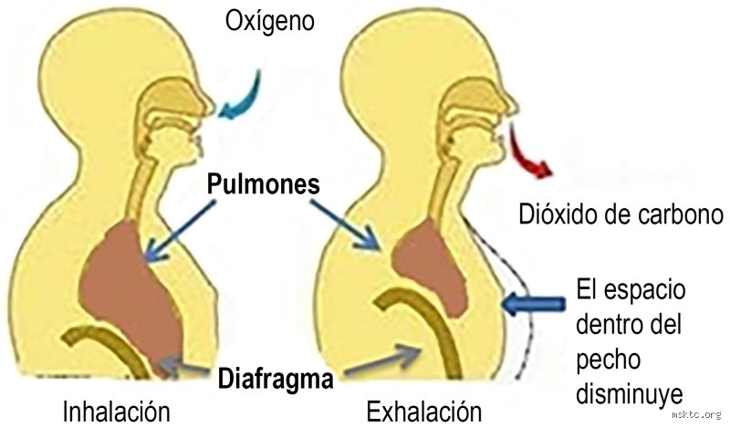 ¿Al exhalar los pulmones eliminan?