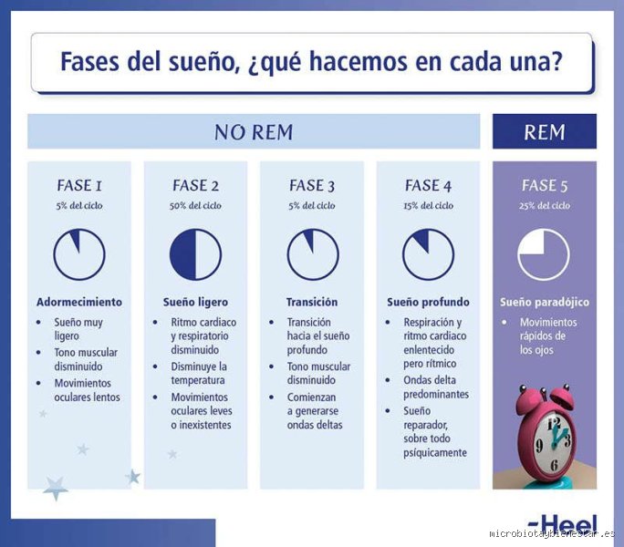 ¿Cuáles son los 4 tipos de sueño?