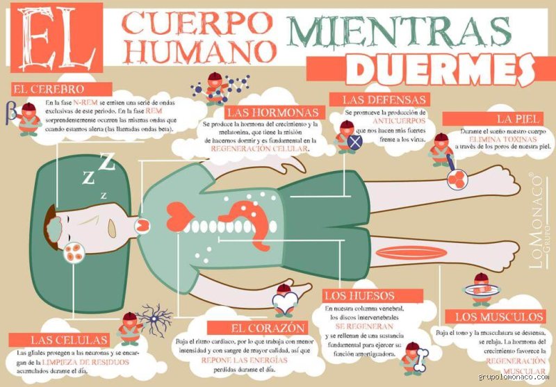 ¿Cuando duermes, el cuerpo se regenera.?