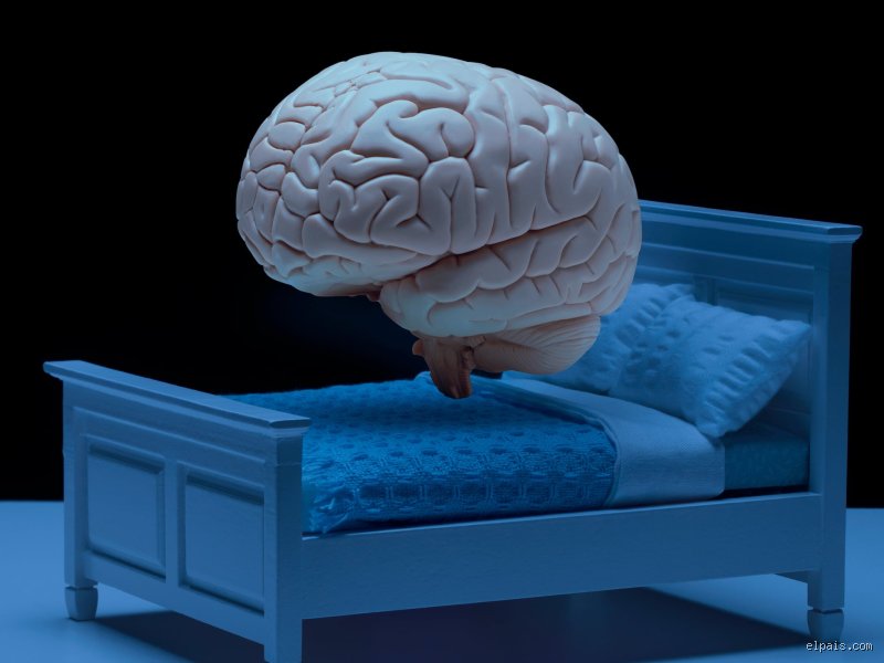¿Qué se activa en el cerebro para dormir?