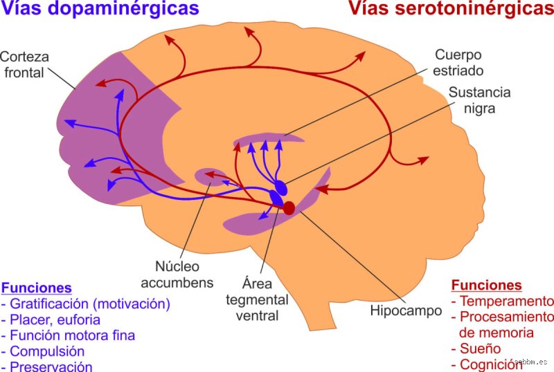 ¿Dónde nace la adicción?