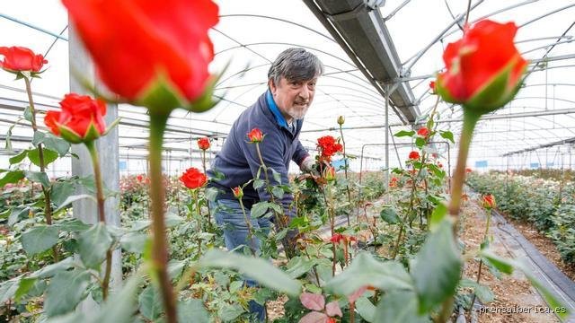 ¿Cuánto costarían 25.000 rosas?