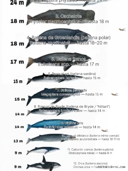 ¿Cuánto cuesta la ballena azul en TikTok?